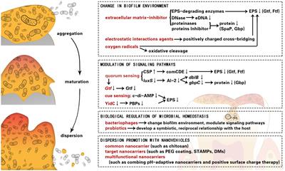 Strategies for dispersion of cariogenic biofilms: applications and mechanisms